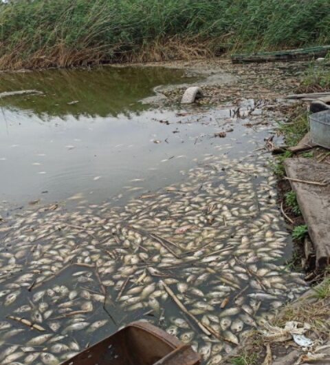 В Днепре ЧП районного масштаба вскоре станет городским: вода из отравленного канализацией озера пойдет в Самару