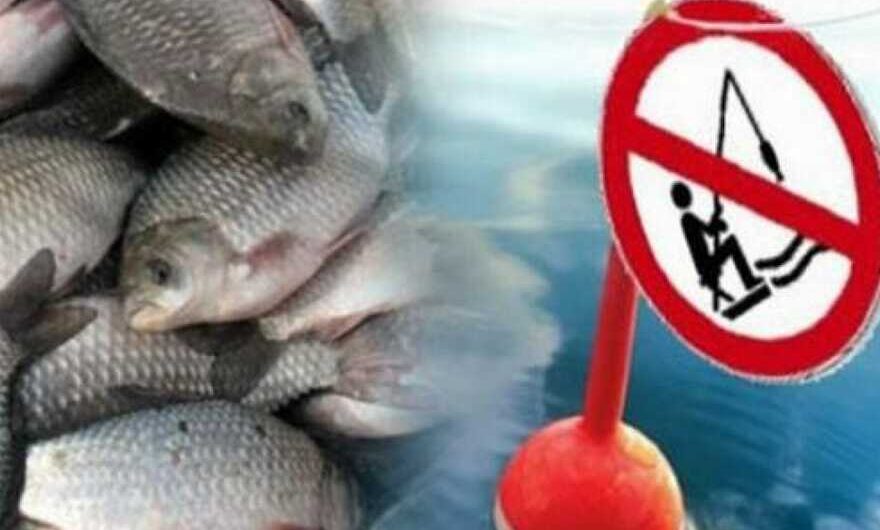 Поліцейські закликають дніпрян не купувати рибу з рук та на базарах